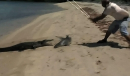 Cá sấu chạy trối chết khi bò lên bờ cướp cá mập của ngư dân